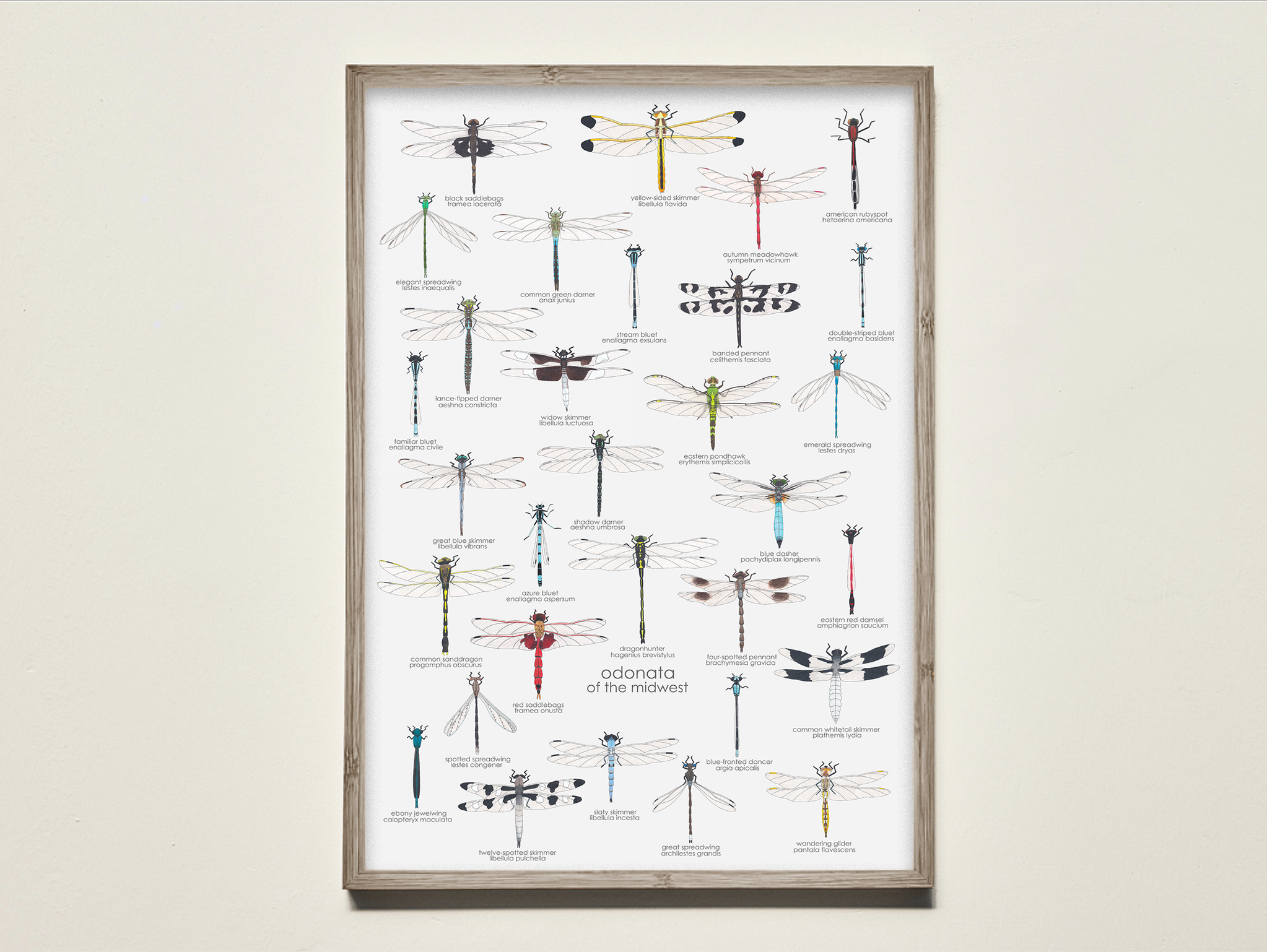 odonata of the midwest — melbry//arts